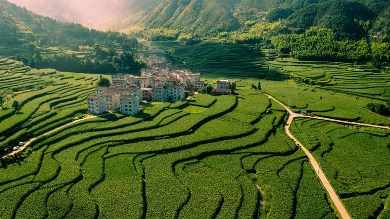 福州小麦养殖基地选哪家？关键指标看这里